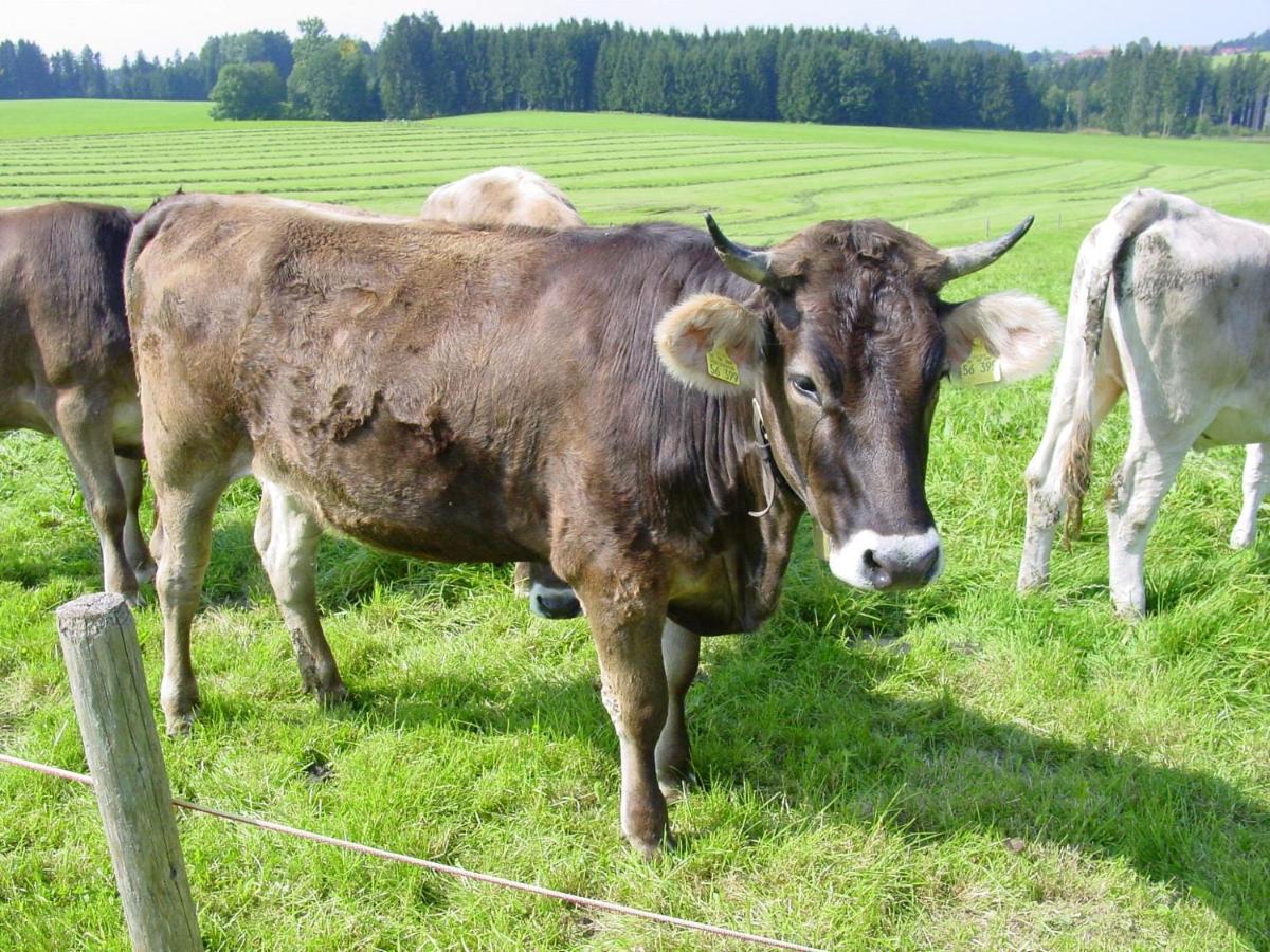 Andreashof Farm stay Heimenkirch